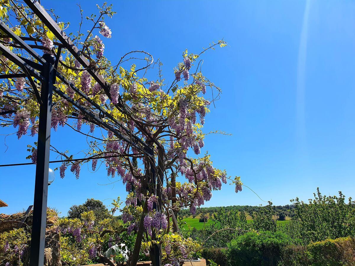 Residenza Santa Maria In Borraccia Bed and Breakfast Magliano in Toscana Exteriör bild